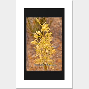 Freckled Sun Orchid - Thelymitra sargentii - Western Australia Posters and Art